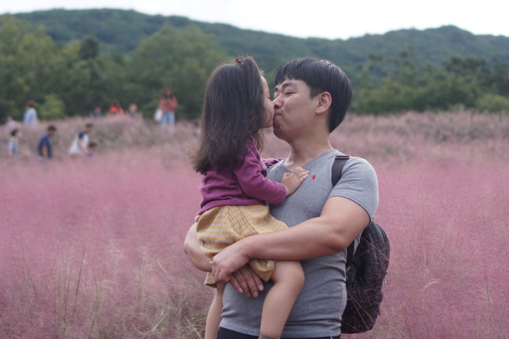 칠곡 가산수피아, 핑크뮬리와 가을꽃이 물결치는! 대구 근교 가볼만한곳