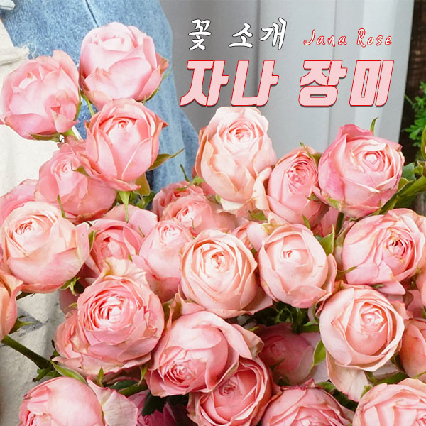  [꽃배달 창업 플라체인] 오늘의 식물 - 자나장미