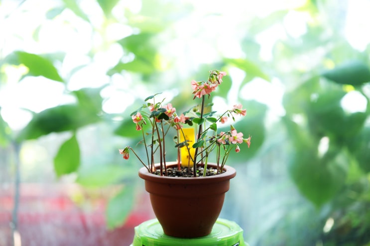  옥살리스 스테노린챠 (oxalis stenorrhyncha)