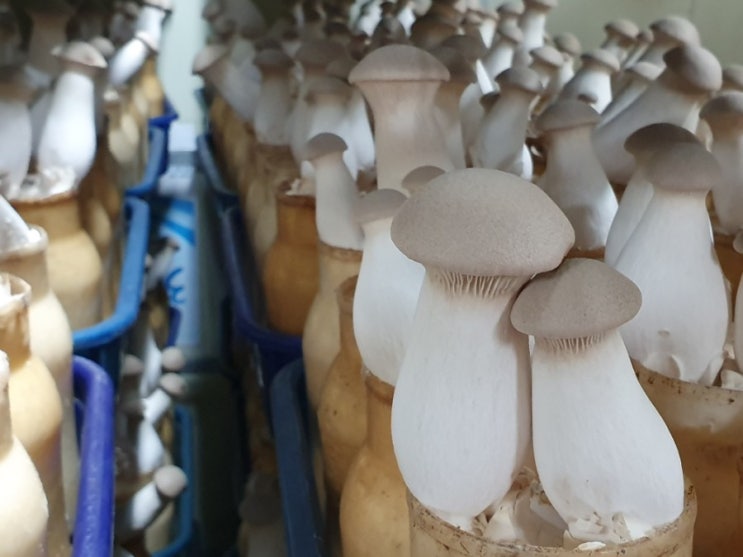  새송이버섯 이벤트 판매 1kg 5,000원