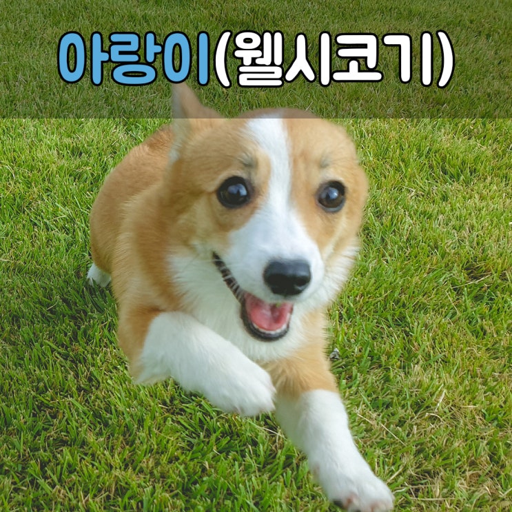  웰시코기 강아지 교육하기 #부산애견훈련소 #대구애견훈련소
