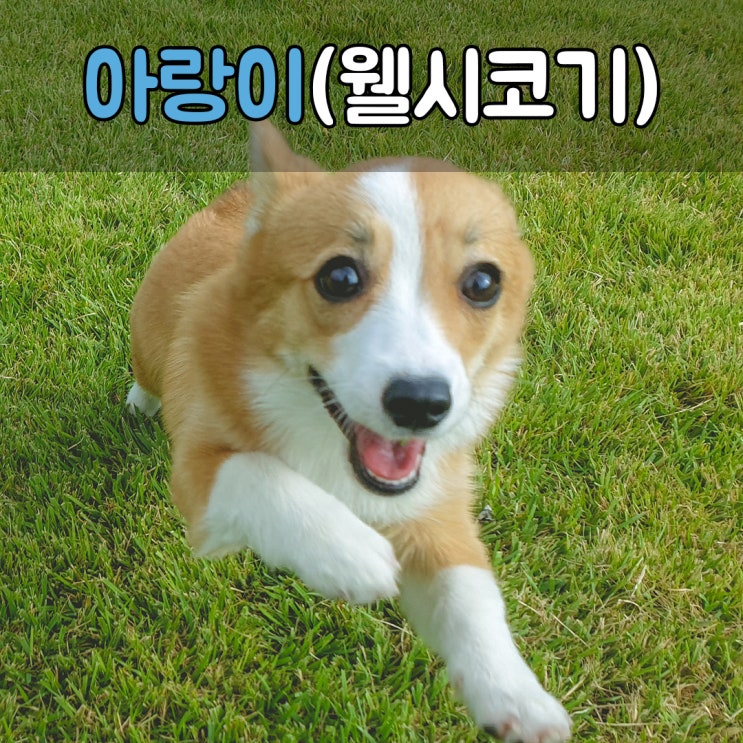 웰시코기 강아지 교육하기 #부산애견훈련소 #대구애견훈련소