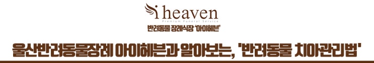  울산반려동물장례 아이헤븐과 알아보는, '반려동물 치아관리법'
