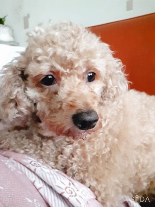  강아지 피부에 좋은 음식 (울하니...요즘....아파요ㅜㅜ)