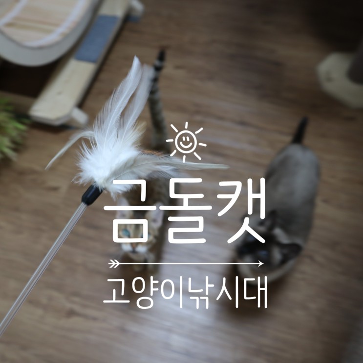 고양이낚시대 금돌캣 수제 깃털 고양이 장난감으로 신나게 놀아주기!
