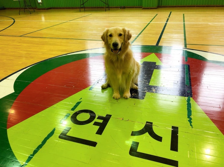  서울애견훈련 바른독 연신중 학교로 찾아가는 진로체험 강아지행동교정사 특강