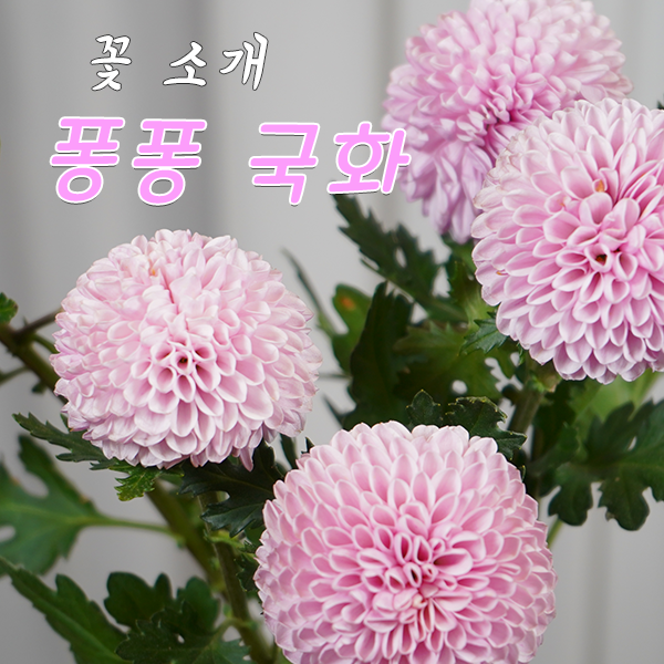 [꽃배달 창업 플라체인] 오늘의 식물 - 퐁퐁국화