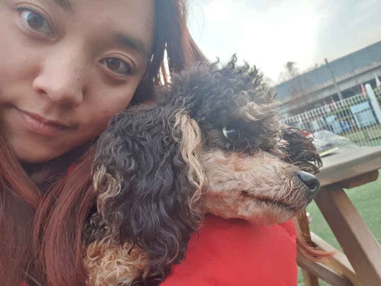  강아지 운동장 펫피랜드 후기