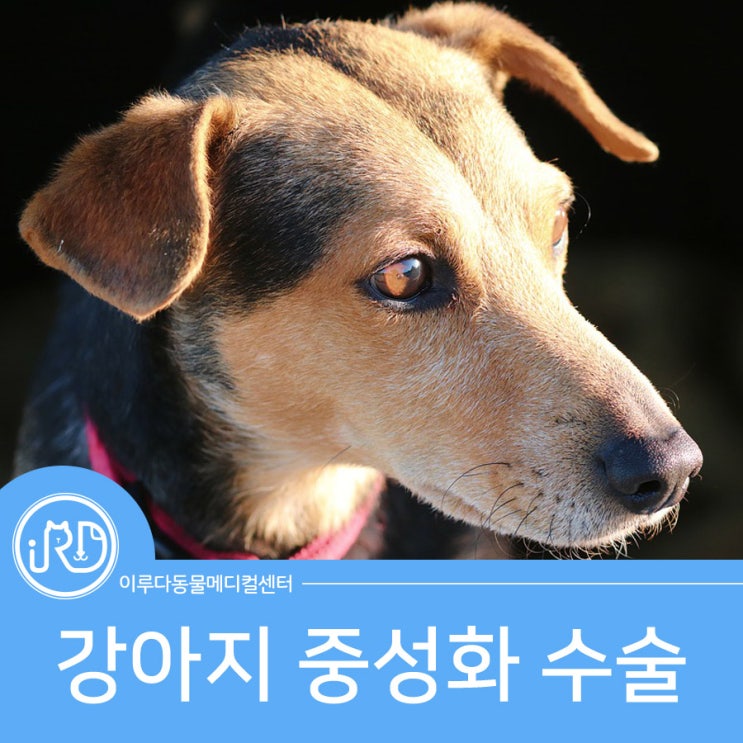 대형견 전문 송산신도시동물병원 진료 케이스 : 강아지 중성화 수술