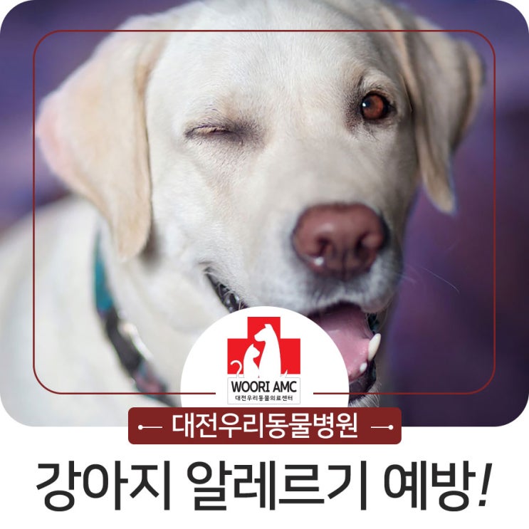  용두동동물병원에서 강아지 알레르기 예방법 알려드려요!