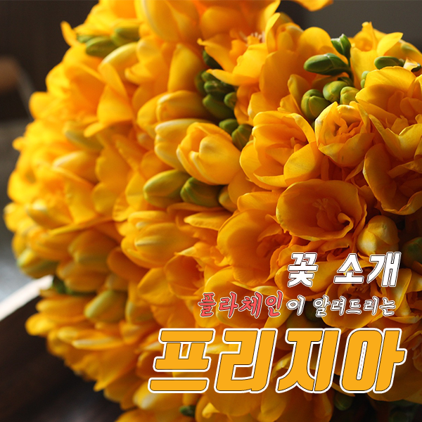  [꽃배달 창업 플라체인] 오늘의식물 - 프리지아