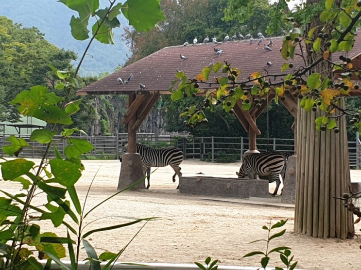 [서울대공원] 언제나 즐겁고 새로운 동물원, 서울대공원 (리프트패키지 구매)