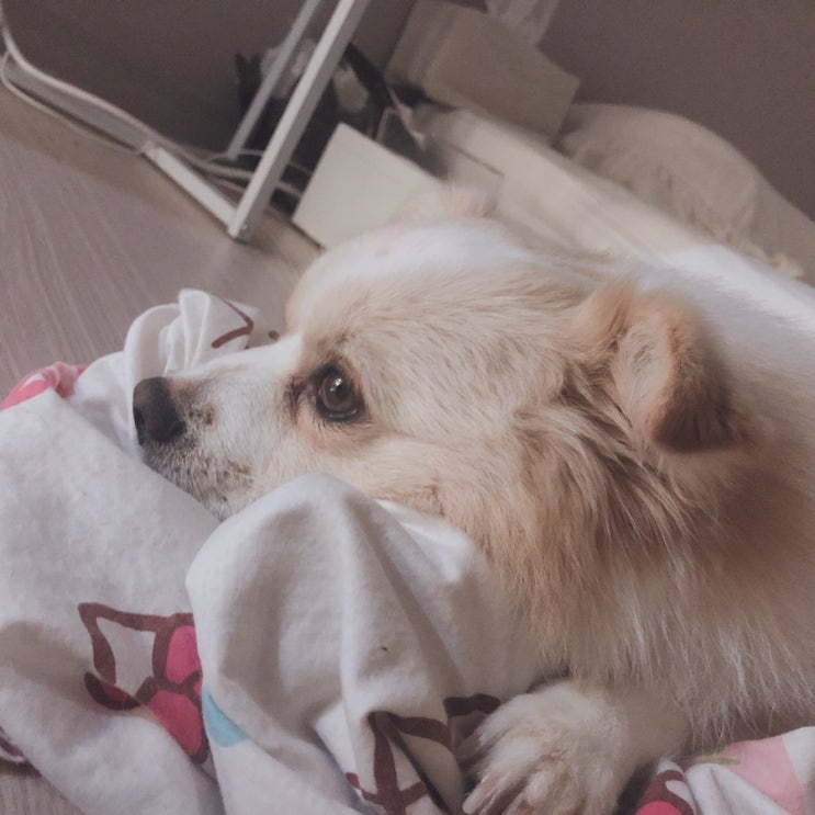  예삐일상 191002 ~ 191003 친구생파 & 오랜만에 집순이 된 예삐