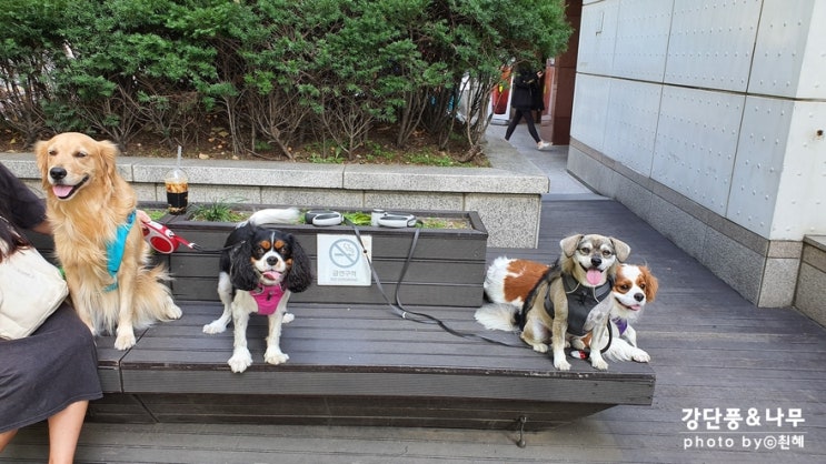  단풍나무 애견유치원 산책과 미용까지! ( 금동이 )