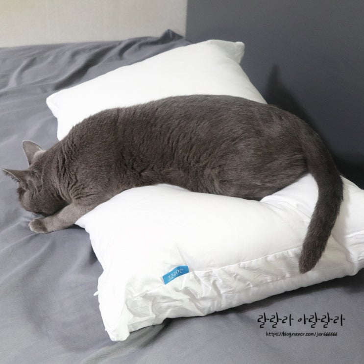  경추베개 :: 32400 하이브리드 베개