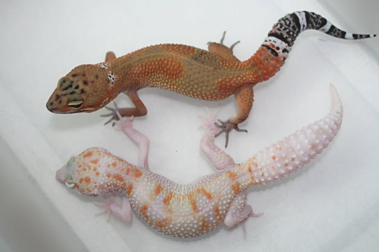  LION GECKO. 라이온게코 레오파드게코 블랙블러드 & 랩터 WY 한쌍