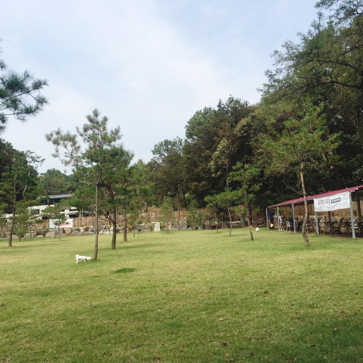  일산 애견 운동장 / 애견 카페 '피터팻츠' 나들이