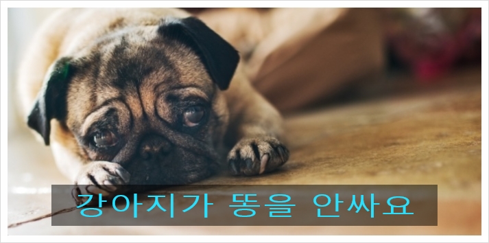  강아지가 똥을 안싸요 왜 그럴까?