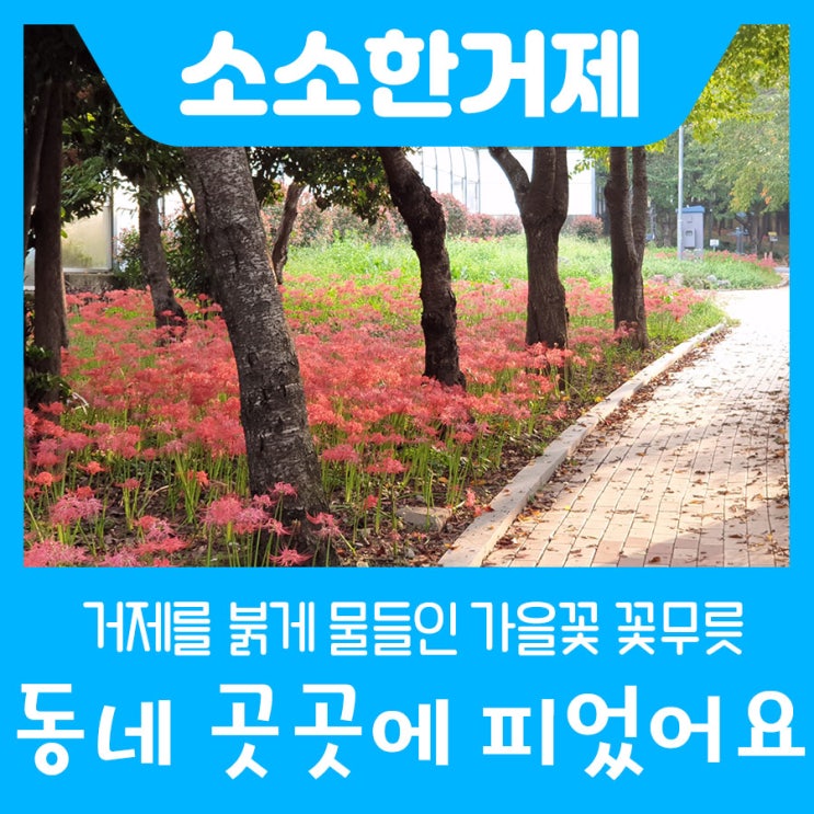  거제를 붉게 물들인 꽃무릇이 가을의 시작을 알리고 있습니다