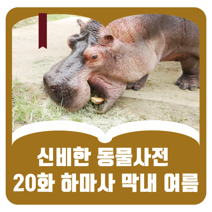  [서울대공원TV] 신비한동물사전 20화_하마사 개구쟁이 막내, 여름!