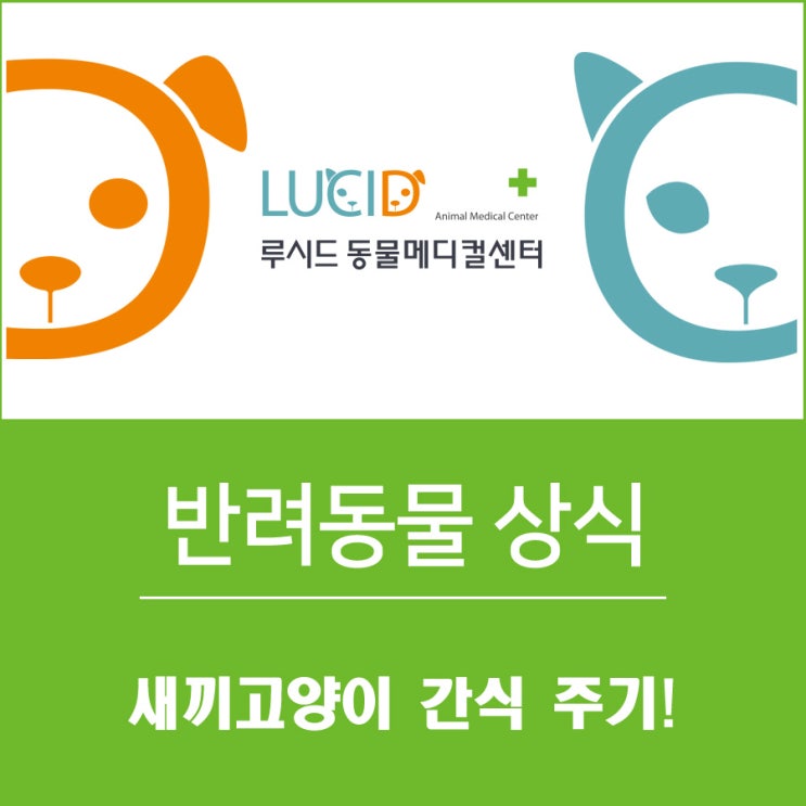 24시 성북구 동물병원 : 새끼고양이 간식주기!