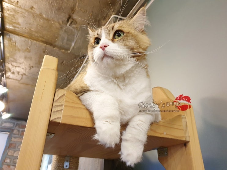  노르웨이 숲 고양이 삼식이 캣타워 생활