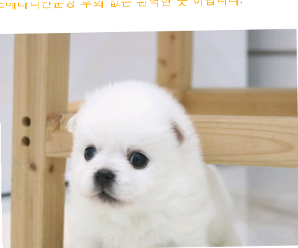  은평구포메라니안분양 후회 없는 완벽한 곳 이랍니다.