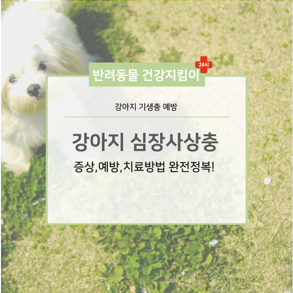  강아지 심장사상충 증상부터 예방까지! 반려동물 심장사상충(부산24시동물병원 UN동물의료센터 부산대표동물병원)