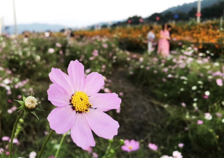코스모스가 만발한 '하동북천 코스코스. 메밀 꽃축제'에서 가을을 만끽하다