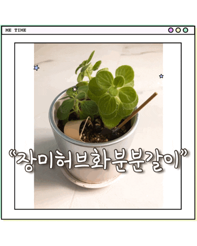  화분 분갈이 방법 장미허브 분양해서 화분 선물:)