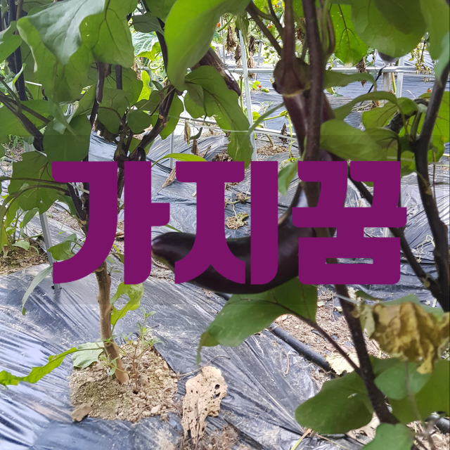   가지꿈 