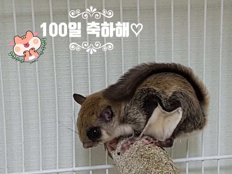  하늘다람쥐와 100일 지금처럼만 쭉 건강하게 지내길