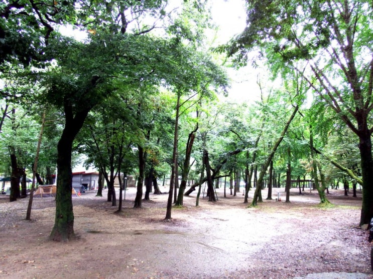 개천절  청주 옥화 6경 금관숲 캠핑장에서  장박 전세 캠핑