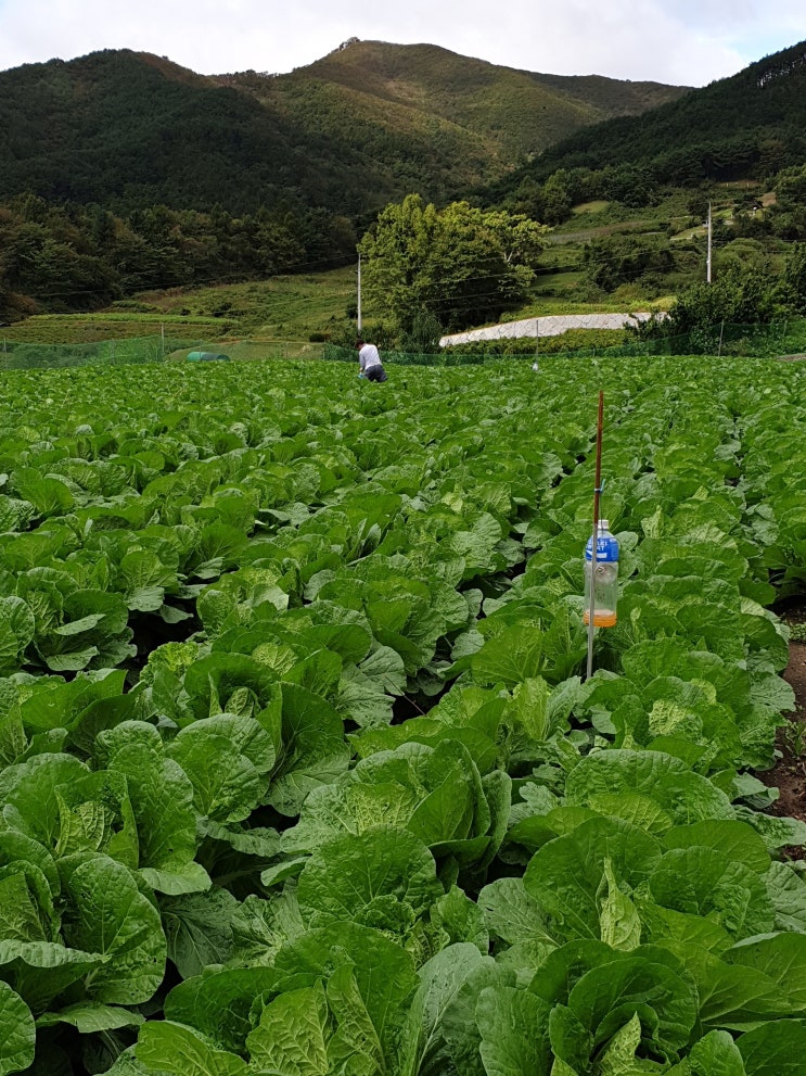 벌레유인제 만들기