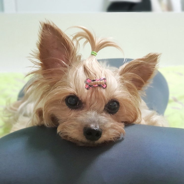  딱지네 요즘 딱지 스타일