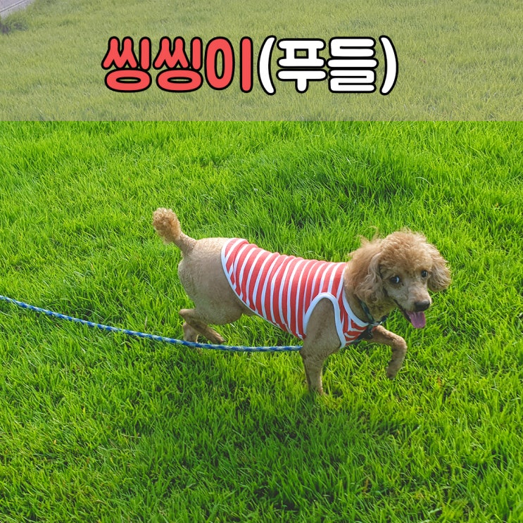  반려견이 자유롭게 지낼수 있는 애견호텔, #김해애견호텔 #양산애견호텔