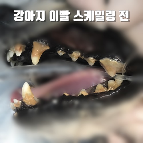 17살 노령견 강아지 입냄새가 심해서 스케일링 했더니                     입냄새가 사라졌어요.