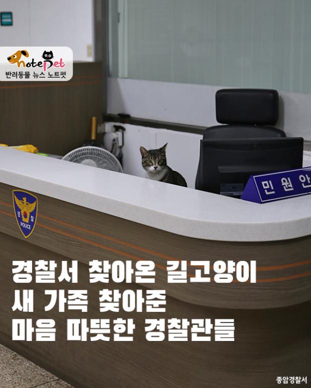  경찰서 찾아온 길고양이 새 가족 찾아준 마음 따뜻한 경찰관들