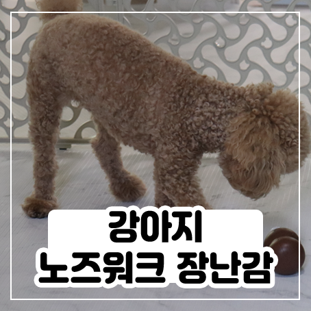 강아지 노즈워크 장난감, 노즈볼 사용 후기 강아지 노즈워크 장난감, 노즈볼 사용 후기