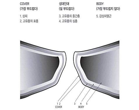  성대구조에 대한 이해