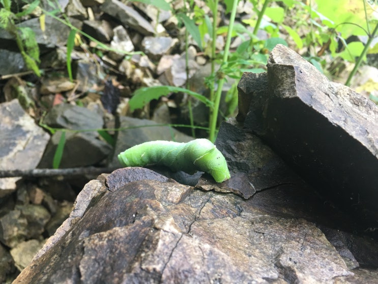  춘천배스, 삼천동에서 송암동 배스 탐사