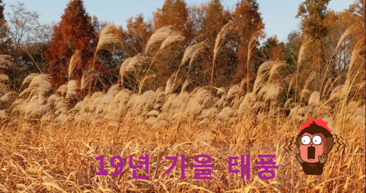  [안양/ 범계 탈모 한의원]- 2019년 가을 태풍 가장 많은 해/ 여름태풍과 가을 태풍의 차이/ 19호 태풍 하기비스