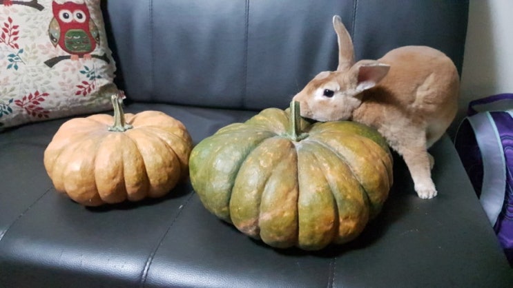  다~~~내꼬야~~ㅎㅎㅎ~~~