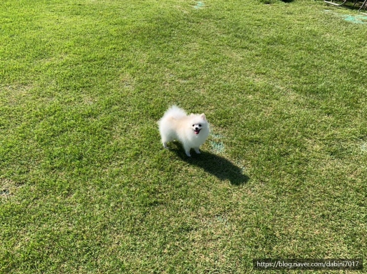  [파주] 일산/파주 댕댕이들을 위한 애견카페 독신남