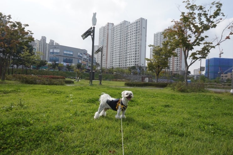  새로운 산책로에서 땡볕산책...ㅎㅎㅎ