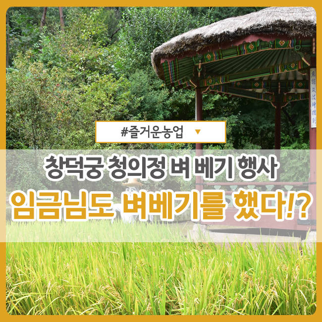  임금님도 벼 베기를 했다고!? :: <2019 창덕궁 청의정 벼 베기 행사>