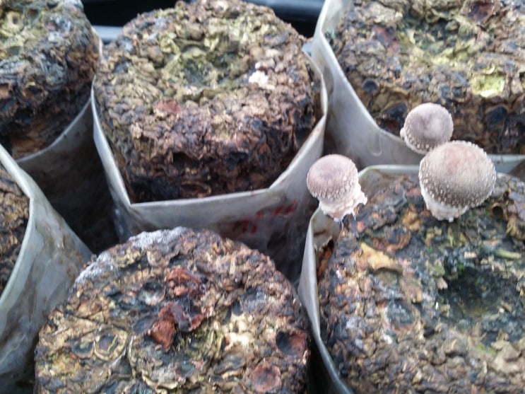 표고버섯재배-대추축제 전 9차 본발생작업