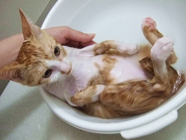  고양이 목욕, 얼마나 자주 시켜줘야할까