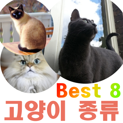  고양이 품종, 인기종류 2019하반기