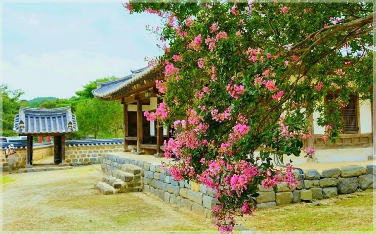  논산 종학당 휘어진 멋진 배롱나무.